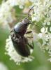 Selatosomus latus